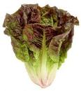 Cresta lettuce