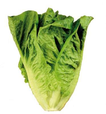Little Gem lettuce