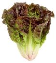 Cresta variety lettuce