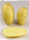Adriana variety potato