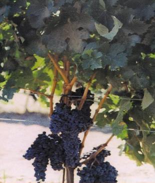 Specialists in vines for red and white wines and table grapes
