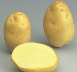 Bintje variety potato