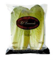 Roman lettuce variety Cogollos
