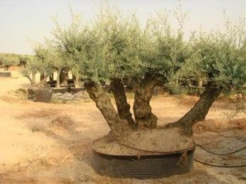 Plantas de olivos jovenes y olivos centenerios
