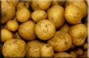 Patatas de siembre