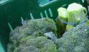 Brócoli, coles, lechugas y otras hortalizas frescas