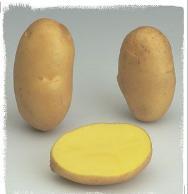 Patata variedad Agria