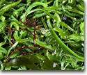Cultivo de algas