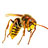 Lucha biologica (insectos depredadores para la agricultura ecologica)