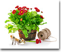Living plants and floriculture products