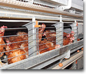 Cages and accessories for animal production