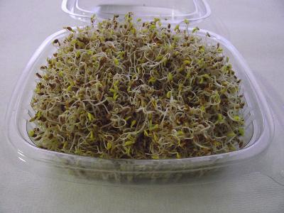 Agribusiness: organic sprouts
